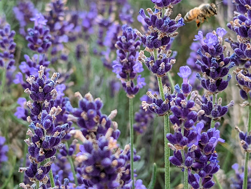 Gift Shop «Hidden Spring Lavender Farm and Gift Shoppe», reviews and photos, 890 Belle Mead-Blawenburg Rd, Skillman, NJ 08558, USA