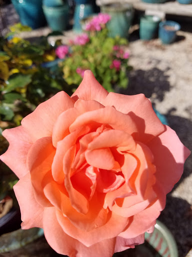 Garden Center «Lilydale Garden Center», reviews and photos, 941 Sibley Memorial Hwy, St Paul, MN 55118, USA