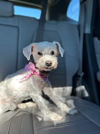 Happy Tails Pet Salon - Photo 5 - Car repair in Bonita Springs, FL, Bonita Springs