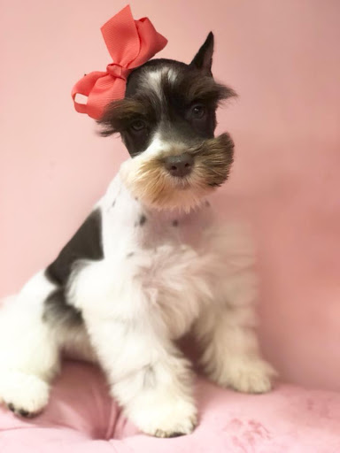 Pet Store «Furry Babies Inc», reviews and photos, 3340 Mall Loop Dr, Joliet, IL 60431, USA