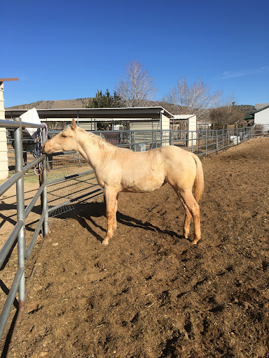 Horse breeder Reno