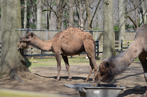 Zoo «Zoo in Forest Park and Education Center», reviews and photos, 293 Sumner Ave, Springfield, MA 01108, USA