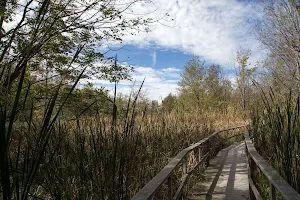 Thousand Acre Swamp image
