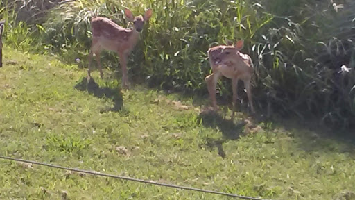 Public Golf Course «Landa Park Golf Course at Comal Springs», reviews and photos, 180 Golf Course Rd, New Braunfels, TX 78130, USA