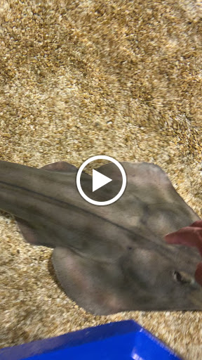 Aquarium «Newport Aquarium», reviews and photos, 1 Aquarium Way, Newport, KY 41071, USA