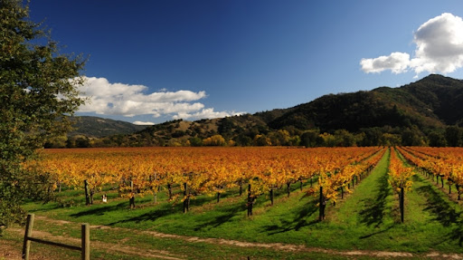 Winery «Nelson Family Vineyards», reviews and photos, 550 Nelson Ranch Rd, Ukiah, CA 95482, USA