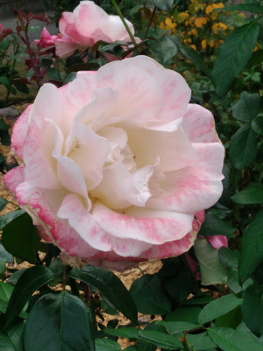 Historical Place «Martin Luther King Jr. National Historic Site», reviews and photos, 450 Auburn Ave NE, Atlanta, GA 30312, USA