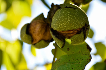 Nueces Catamarca