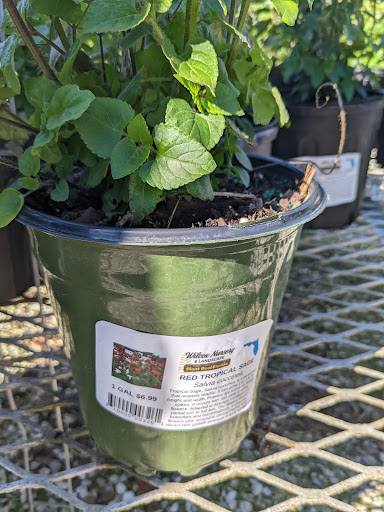 Plant Nursery «Wilcox Nursery», reviews and photos, 12501 Indian Rocks Rd, Largo, FL 33774, USA