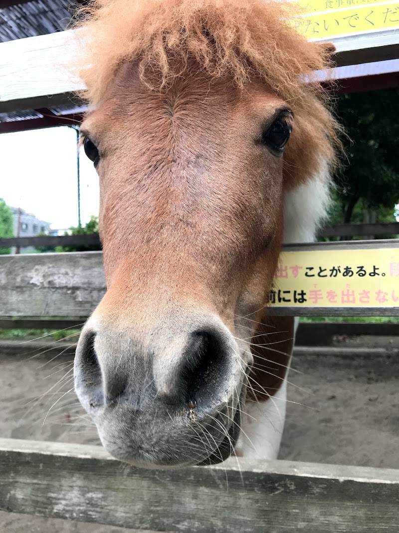 こども動物園 高島平分園 東京都板橋区高島平 動物園 グルコミ