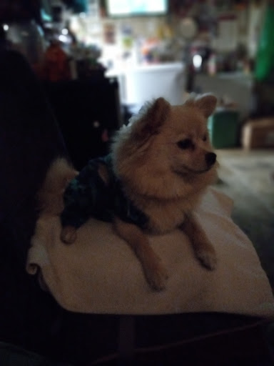 Pet Supply Store «Mini Pet Mart», reviews and photos, 1999 Main St, Springfield, OR 97477, USA