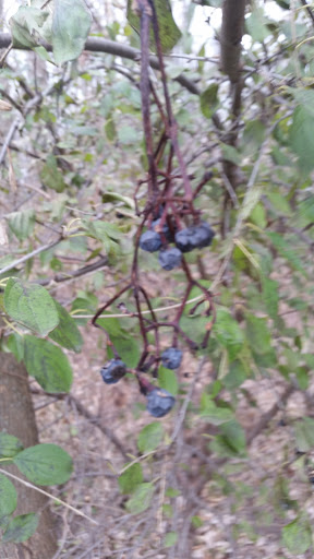 State Park «Woodlawn Beach State Park», reviews and photos, 3580 Lakeshore Rd, Blasdell, NY 14219, USA