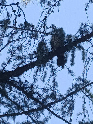 Park «Kenilworth Park», reviews and photos, SE Holgate Blvd & Southeast 34th Avenue, Portland, OR 97202, USA