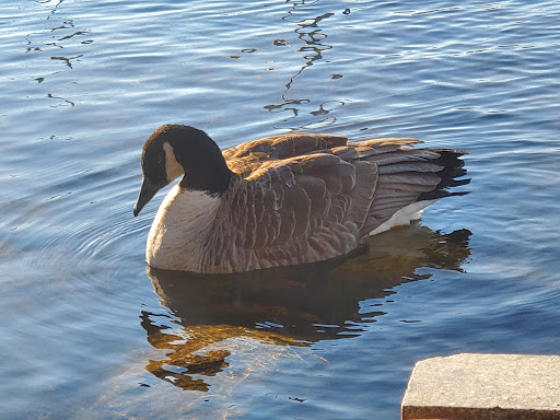 Park «Millennium Park», reviews and photos, 300 Gardner Street, West Roxbury, MA 02132, USA