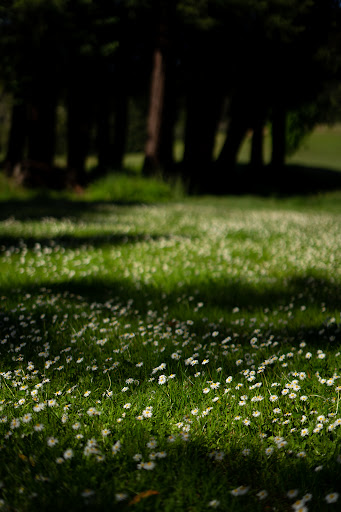 Golf Course «Mill Valley Golf Course», reviews and photos, 280 Buena Vista Ave, Mill Valley, CA 94941, USA