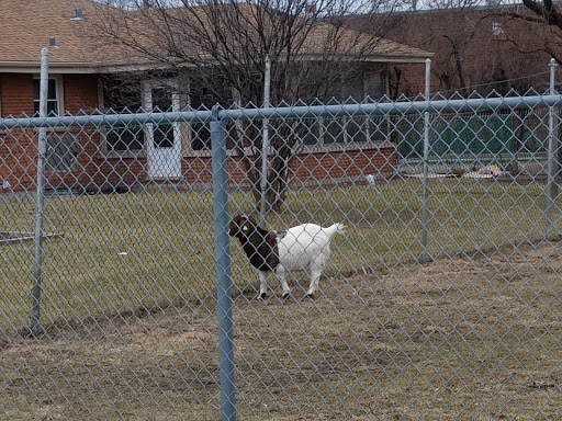 Pet Store «Animal Feeds & Needs», reviews and photos, 401 W Golf Rd, Arlington Heights, IL 60005, USA