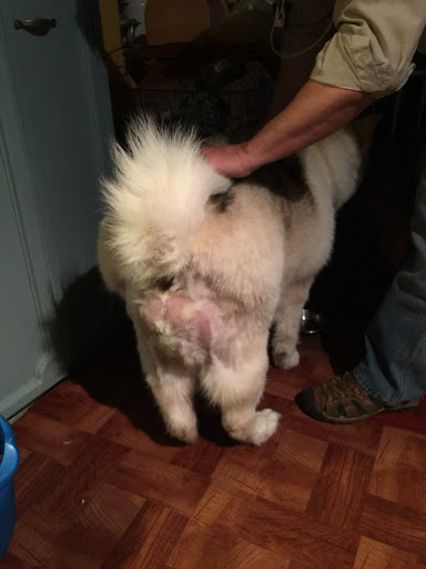 Pet Supply Store «Petco Animal Supplies», reviews and photos, 4820 South Baldwin Road #3B, Orion Township, MI 48359, USA