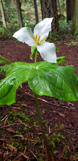 Forestry Service «Hopkins Demonstration Forest», reviews and photos, 16750 S Brockway Rd, Oregon City, OR 97045, USA