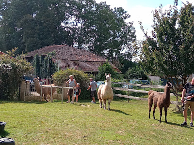 Les lamas de Johnny à Saint-Didier-d'Aussiat