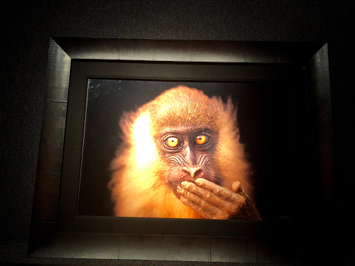 Art Gallery «National Geographic | Fine Art Galleries», reviews and photos, 607 E Las Olas Blvd, Fort Lauderdale, FL 33301, USA