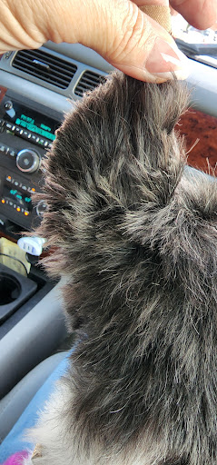 Pet Groomer «Tidy Dog Pet Supply & Salon», reviews and photos, 2612 Lebanon Pike A, Nashville, TN 37214, USA