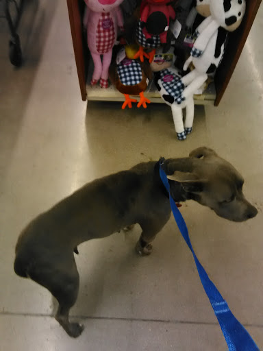 Pet Supply Store «PetSmart», reviews and photos, 1417 W Interstate 240 Service Rd, Oklahoma City, OK 73159, USA