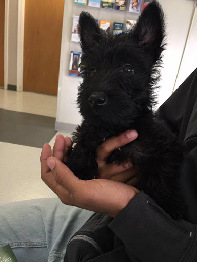 Pet Supply Store «Your Pet Experts», reviews and photos, 1665 State Hill Rd #490, Wyomissing, PA 19610, USA