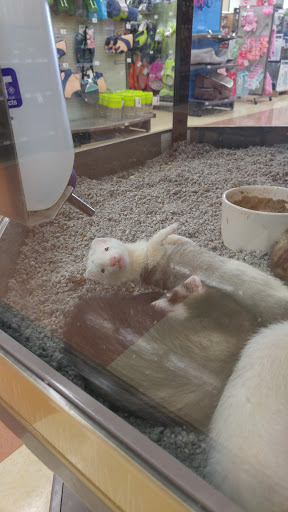 Pet Supply Store «Petco Animal Supplies», reviews and photos, 317 E Trenton Rd, Edinburg, TX 78539, USA