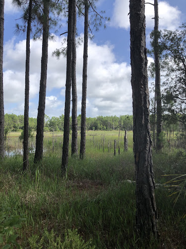 Photo of Knickerbocker Environmental Consulting in Oviedo, FL