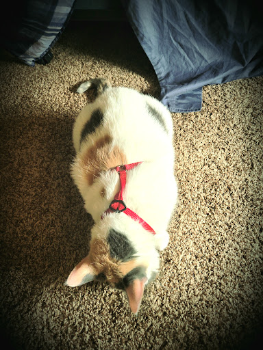 Pet Supply Store «Pet Supplies Plus», reviews and photos, 1676 E Summit St, Crown Point, IN 46307, USA