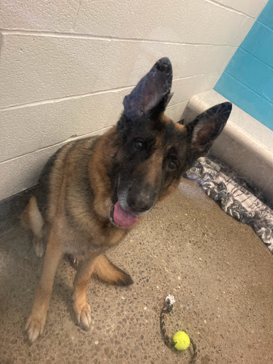 Animal Shelter «One of A Kind Pet Rescue», reviews and photos, 1929 W Market St, Akron, OH 44313, USA