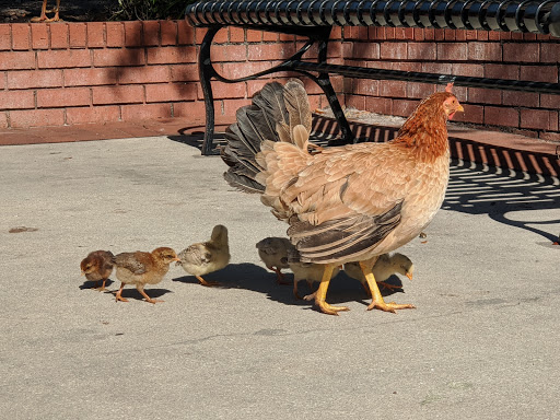 Museum «Ybor City State Museum», reviews and photos, 1818 E 9th Ave, Tampa, FL 33605, USA