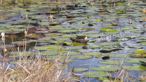 Golf Driving Range «Ace Golf Range & Pro Shop», reviews and photos, 12910 Boyette Rd, Riverview, FL 33569, USA