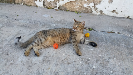 Syros Cats
