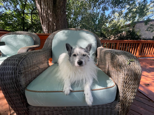 Rossman Ashley D DVM image