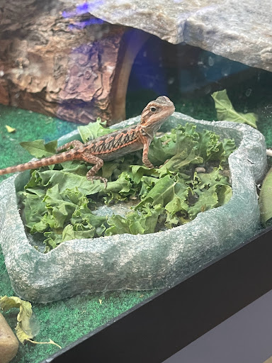 Pet Store «Birds & Beasts Pet Shop», reviews and photos, 35 Berkshire Dr # 18, Crystal Lake, IL 60014, USA