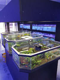 A&R Aquariums - Photo 4 - Car repair in St. Petersburg, FL, Clearwater