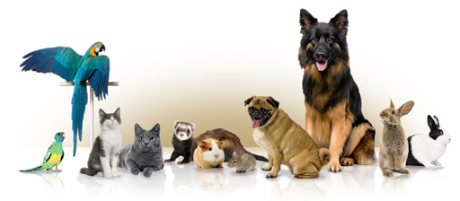 Veterinário E Pet Shop em São Paulo - SP