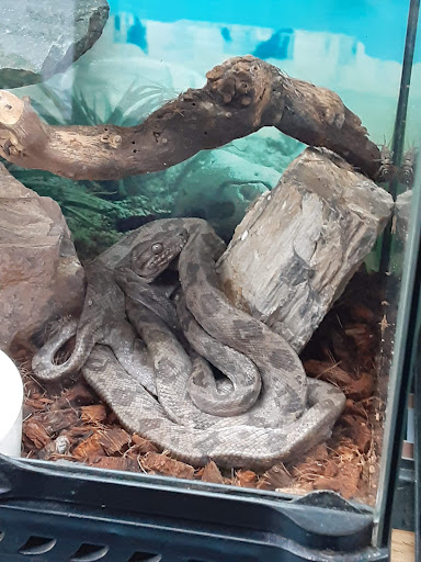 Pet Store «Jules Pet Shop», reviews and photos, 2214 N Milwaukee Ave, Chicago, IL 60647, USA