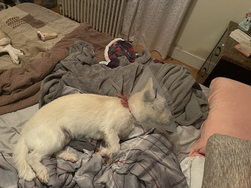 Pet Supply Store «Petco Animal Supplies», reviews and photos, 848 N Colony Rd c, Wallingford, CT 06492, USA