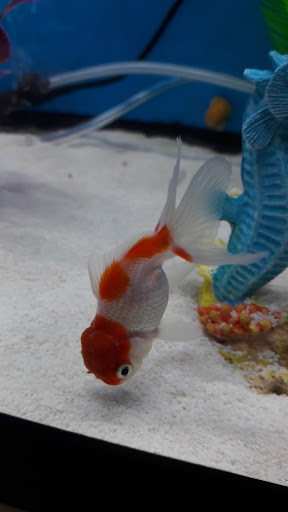 Pet Store «Pet Town», reviews and photos, 7804 Florence Ave, Downey, CA 90240, USA