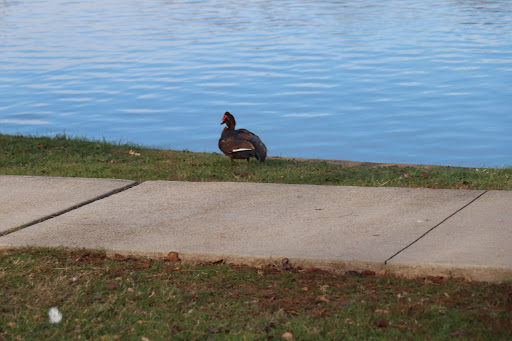 Park «Northwest Park», reviews and photos, 2800 Cheyenne St, Irving, TX 75062, USA