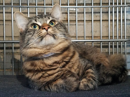 Carson Animal Shelter image
