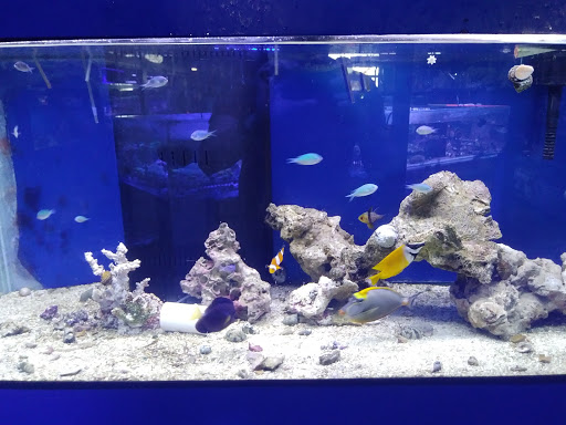 Pet Store «Aquarium & Reef Center», reviews and photos, 231 Del Prado Blvd, Cape Coral, FL 33990, USA