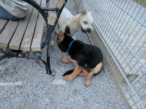 Dog Park «Church Square Park Dog Park», reviews and photos, 401-449 Willow Ave, Hoboken, NJ 07030, USA