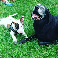 Ace Home Pet Care - Photo 1 - Car repair in Putnam Valley, NY, Danbury