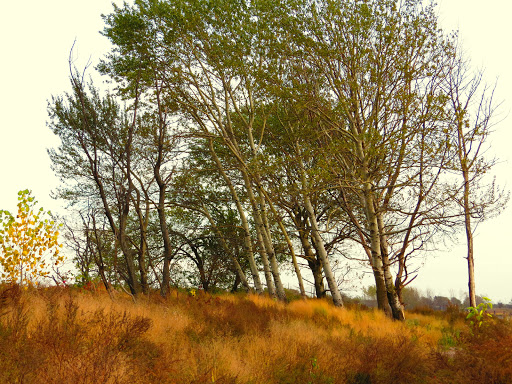 Park «Marine Park», reviews and photos, Fillmore Ave, Brooklyn, NY Brooklyn, USA