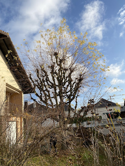 ÉLAG ALSACE: Élagueur - Abattage d'arbres Taille de haie Pose de clôture Entretien jardin élagage Haut-Rhin 68 Mulhouse
