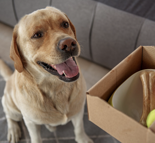 Pet Store «Pet Resources», reviews and photos, 814 Westchester Ave, Bronx, NY 10455, USA