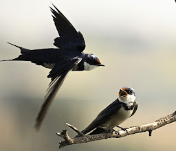 Island View Hide photo